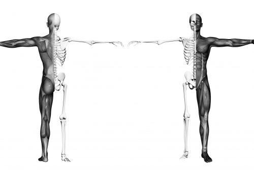Human body of a man with muscles and skeleton made in 3d software